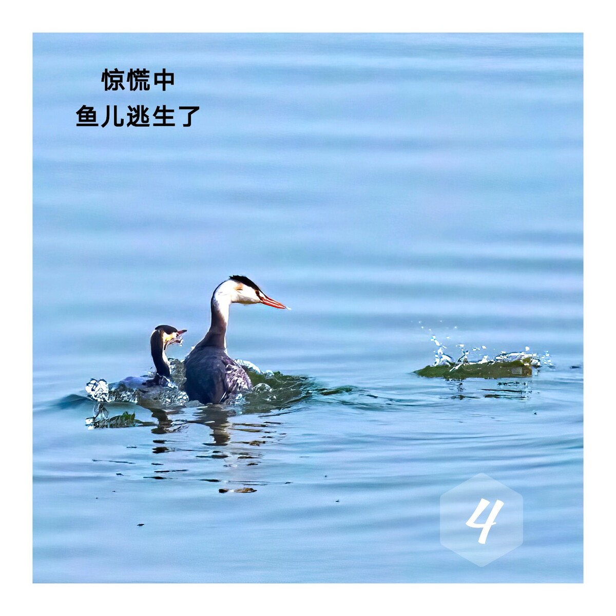 鹤有什么寓意