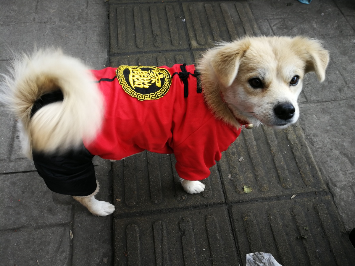 雪隼之眼 - 图虫网 - 优质摄影师交流社区