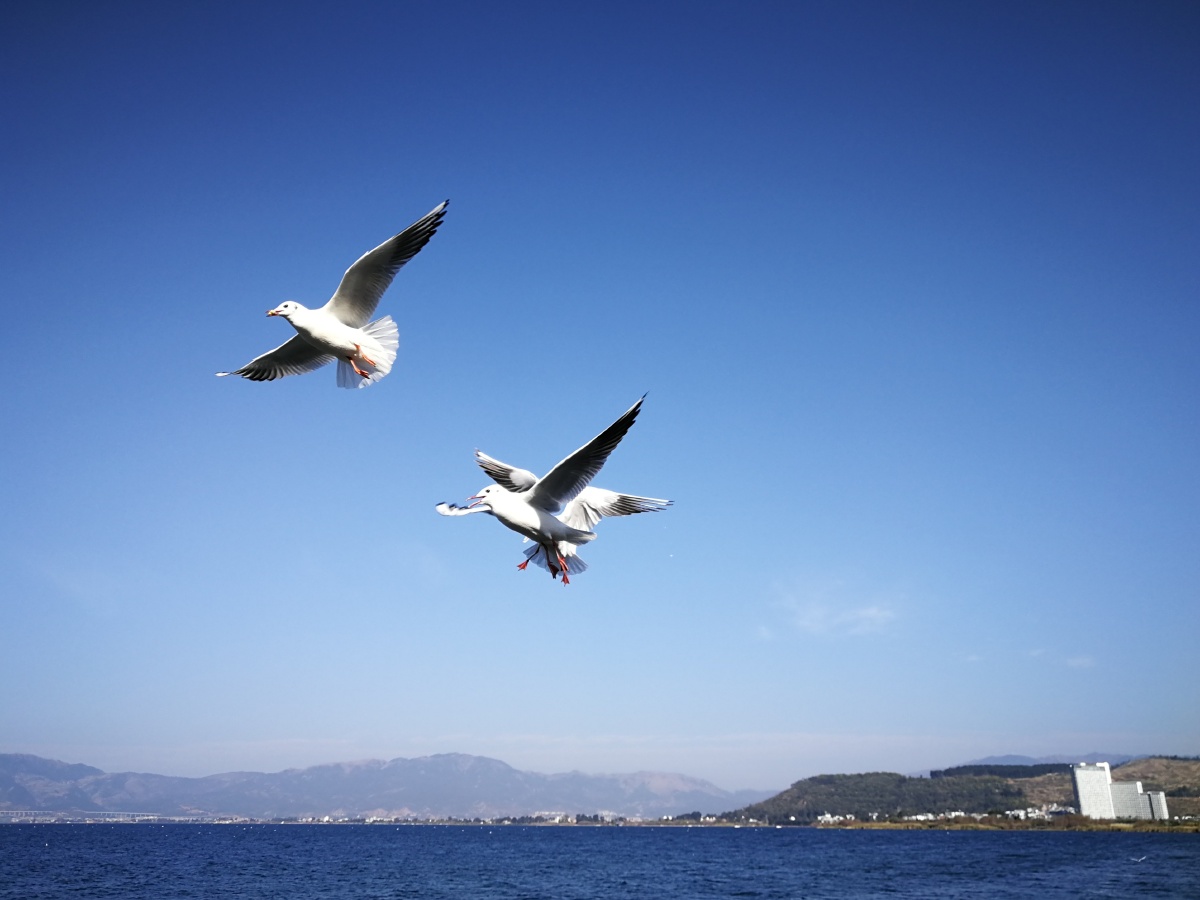 雪隼之眼 - 图虫网 - 优质摄影师交流社区