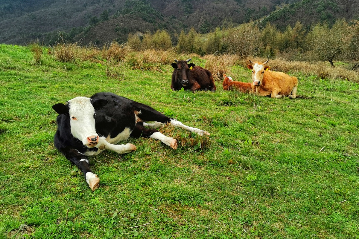 雪隼之眼 - 图虫