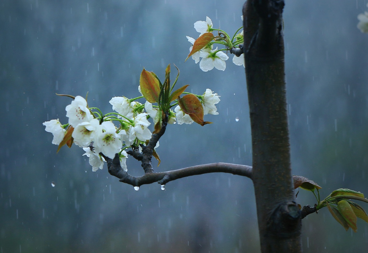 梨花雨