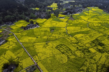川西坝子的春天