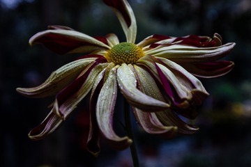 雨中菊