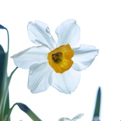 水仙花