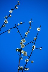 梅花