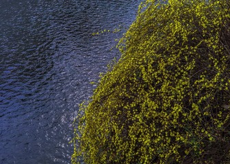 迎春花开浣花溪