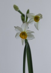 宁波仙子—水仙花