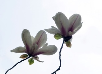 玉兰花