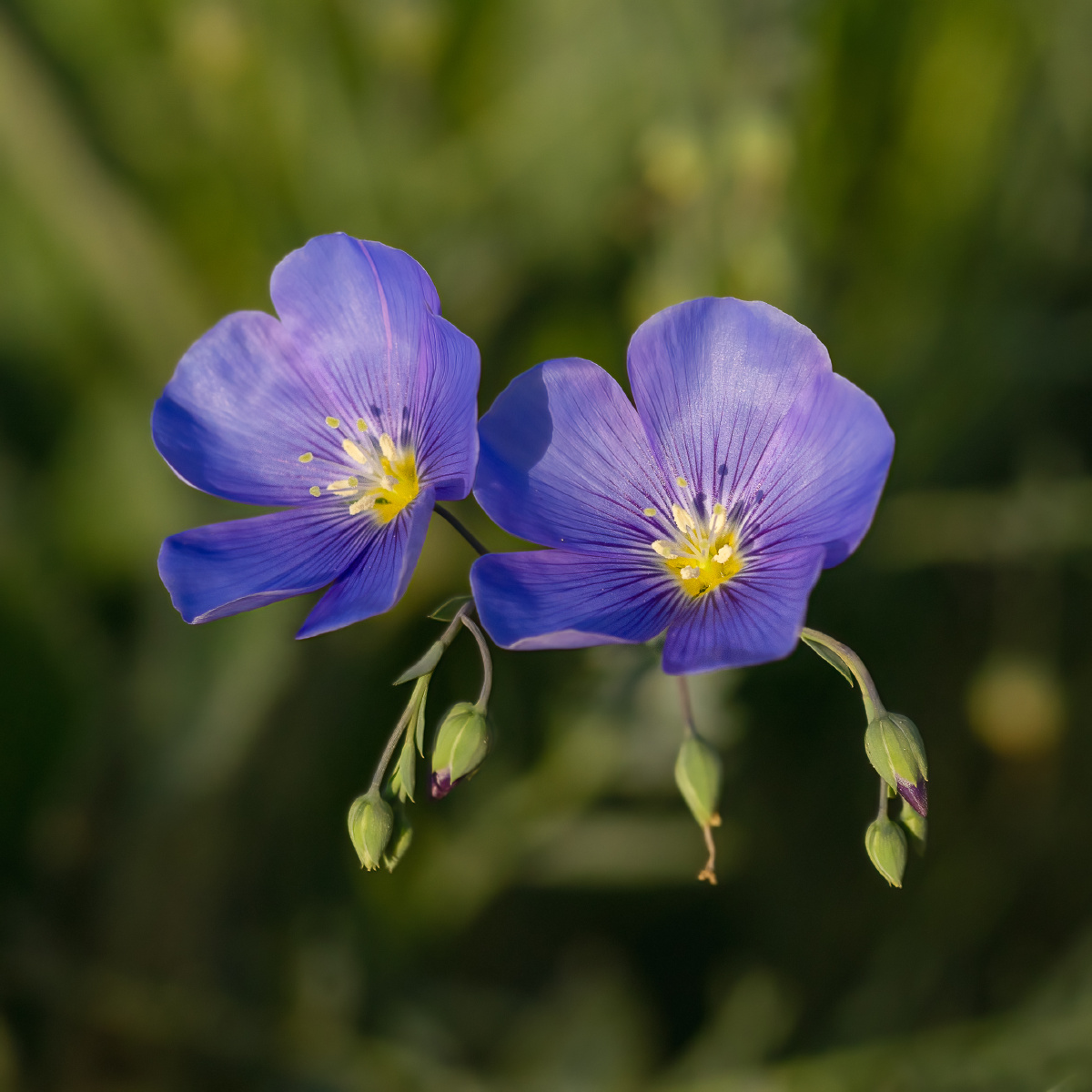 小草野花宿根亚麻