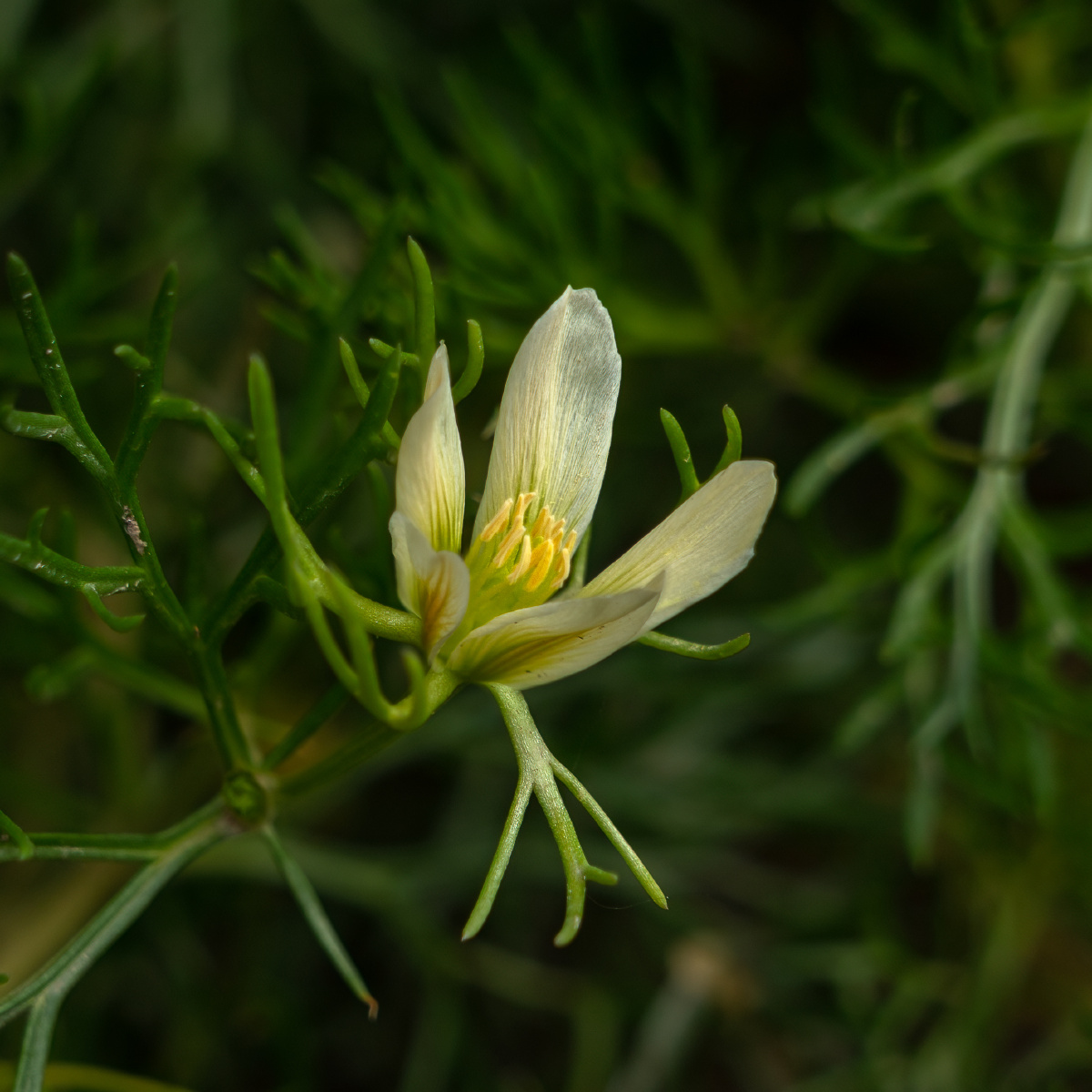 小草野花骆驼蓬