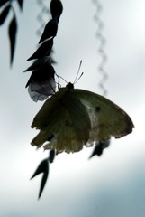 DSC_0338_??