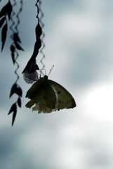 DSC_0336_??