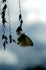 DSC_0334_??