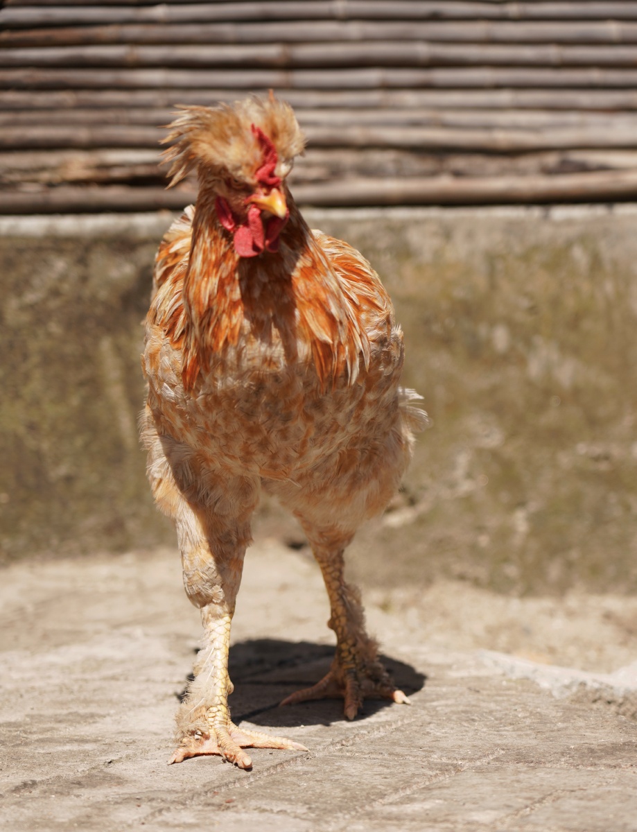 独龙鸡问tony老师办置的发型