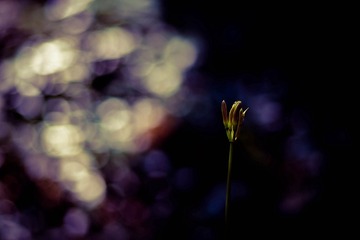 PENTAX K-1 F2.2 1_60s ISO100 -7_10 RICOH IMAGING COMPANY, LTD.02