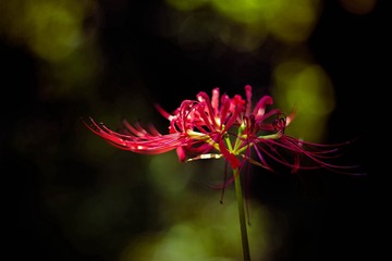 PENTAX K-1 F2.2 1_160s ISO100 -7_10 RICOH IMAGING COMPANY, LTD.01