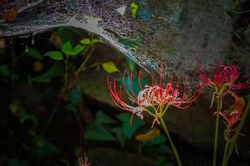 PENTAX K-1 F4.5 1_6s ISO100 -7_10 RICOH IMAGING COMPANY, LTD.06