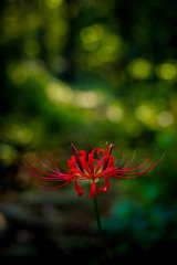 PENTAX K-1 F4.5 1_10s ISO100 -7_10 RICOH IMAGING COMPANY, LTD.04