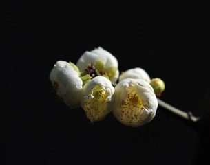 CZY_7452_