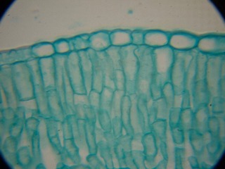 P7234559