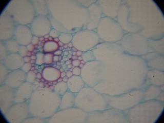 P7234555