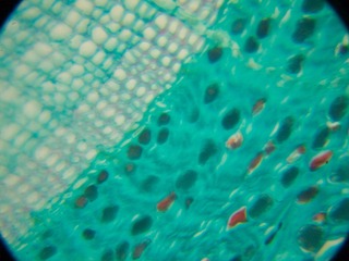 P7234553