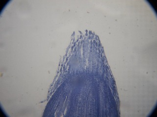 P7234546