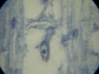 P7234547