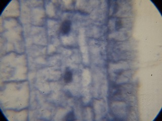P7234548