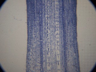 P7234544