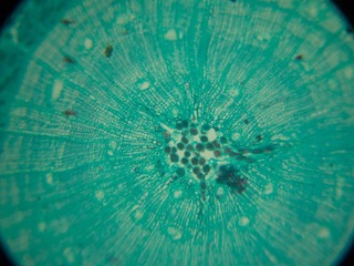 P7234542