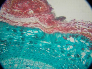 P7234540