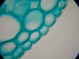 P7234534