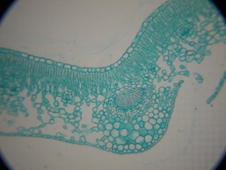 P7234529