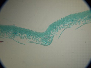 P7234527