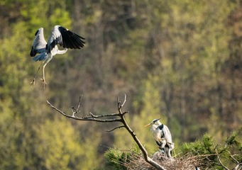 20180428-DSC_6609