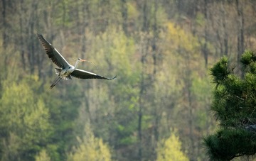 20180428-DSC_6502