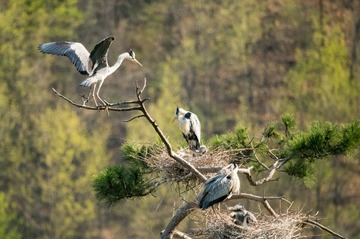20180428-DSC_6596