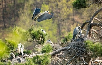 20180428-DSC_6620