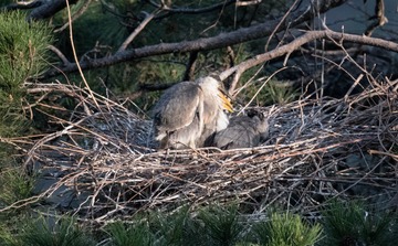 20180428-DSC_5525