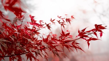 栖霞山_MG_9397