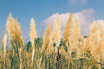 芦苇_自然_滨江生态园 -567_17-08-08