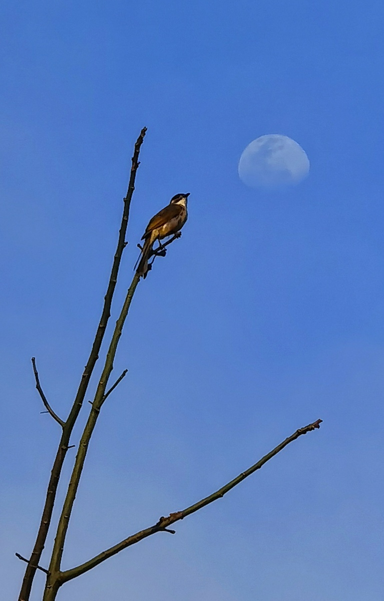 《月为媒》 傍晚漫步椰园,见一只鸟儿鸣于树梢,天空浮着半边月亮.
