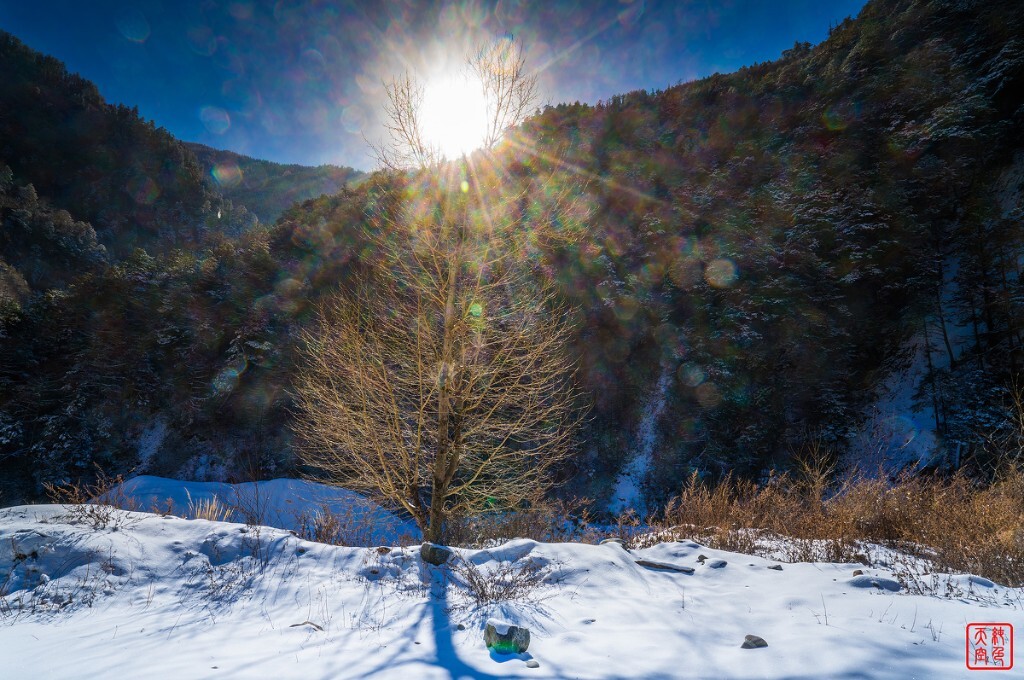 雪后的大山寂静，阳光照射在枯树，树上的冰嚓，卡卡作响。