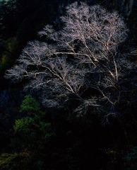 树影