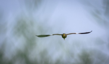 501809