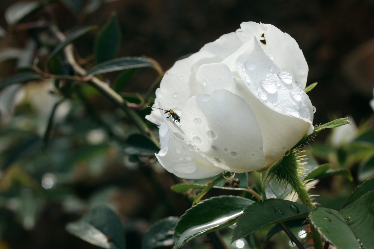 白花独自傲立雪中的梅花海会寺僧人的太阳花茶花路边的野花一枝金玫赠