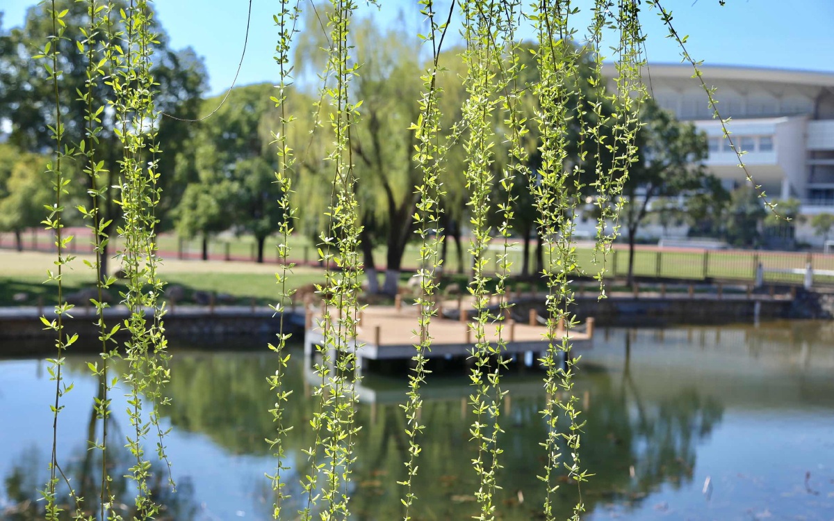 乱花渐欲迷人眼,浅草才能没马蹄 - Maverickyan