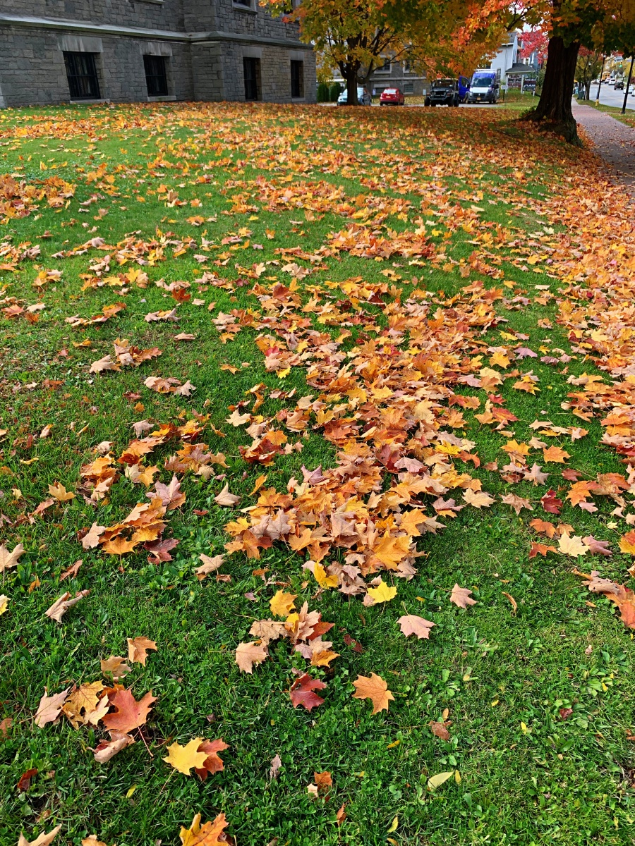 满地飘零的秋叶