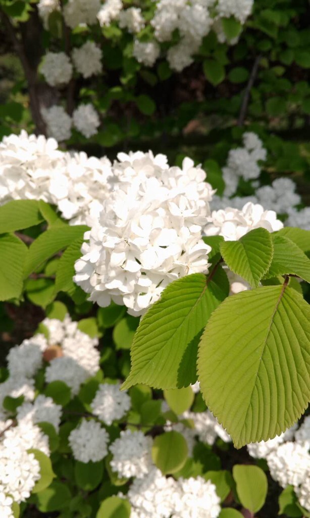 没有牡丹般的花貌，<br />
不像玫瑰花一样的娇艳欲滴，<br />
可是<br />
你永远是绿叶<br />
最美的”情人”